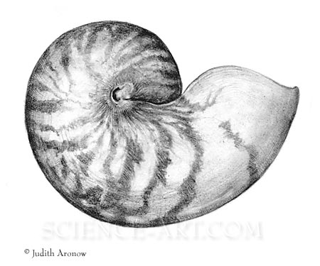 450x375 Chambered Nautilus Shell - Chambered Nautilus Drawing