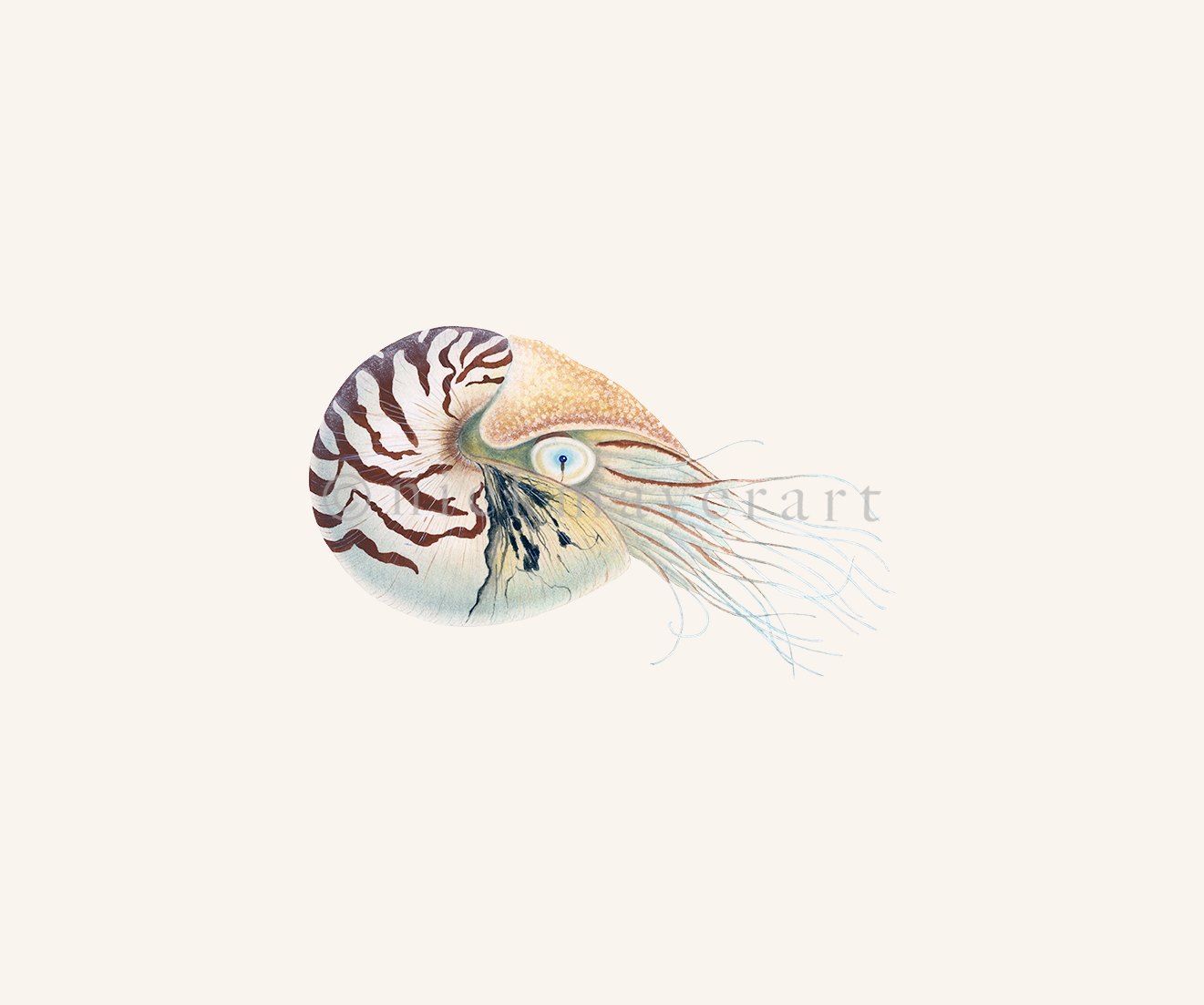 1321x1103 chambered nautilus nick mayer art - Chambered Nautilus Drawing