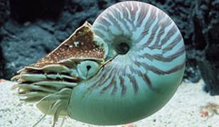 308x179 Chambered Nautilus - Chambered Nautilus Drawing