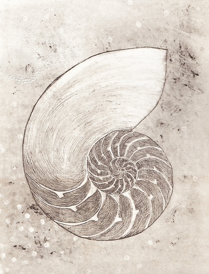 Chambered Nautilus Drawing at PaintingValley.com | Explore collection ...