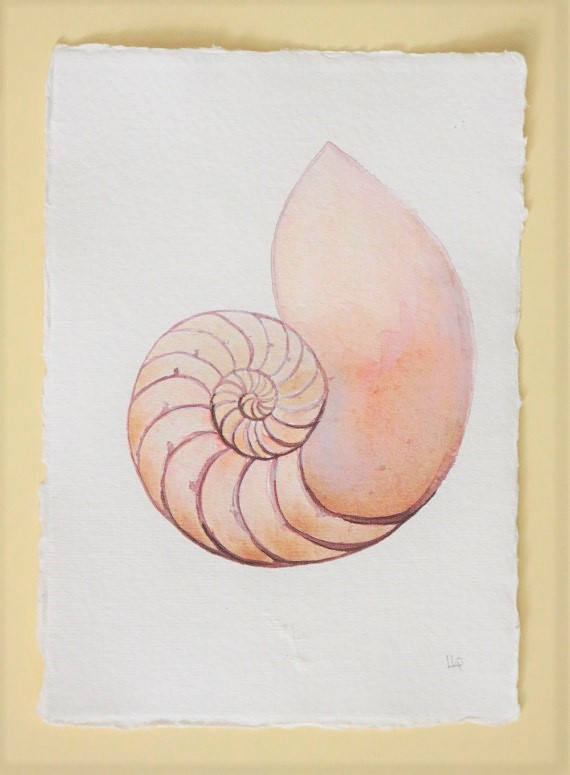570x775 Chambered Nautilus Spiral Shell Cross Section Original Etsy - Chambered Nautilus Drawing