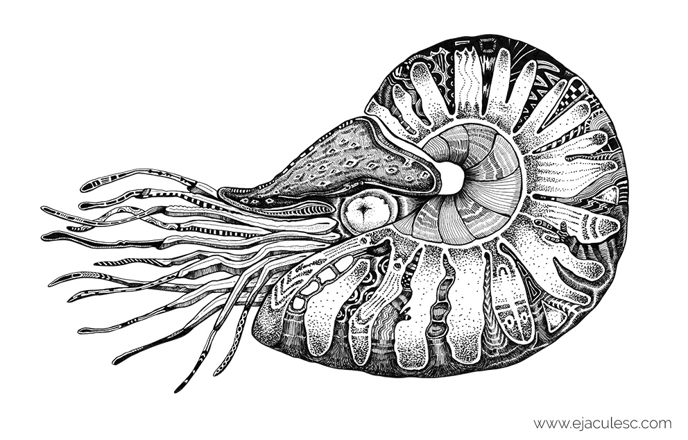 992x634 Nautilus - Chambered Nautilus Drawing
