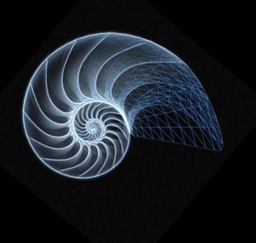 504x478 Nautilus Drawing The Rest Will Follow Stringin' Along - Chambered Nautilus Drawing