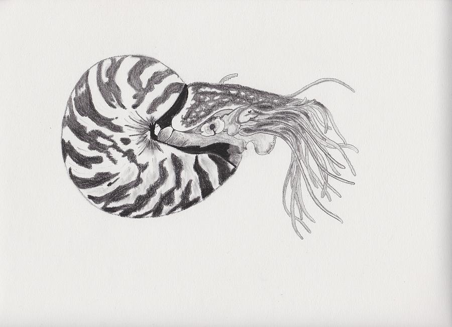 900x652 Nautilus Drawing - Chambered Nautilus Drawing
