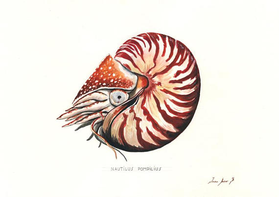 570x403 print chambered nautilus nautilus pompilius pearly - Chambered Nautilus Drawing