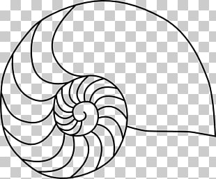 310x257 Seashell Drawing Chambered Nautilus Seashell Png Clipart Free - Chambered Nautilus Drawing