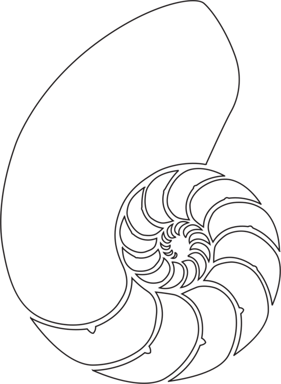549x750 Seashell Nautilidae Chambered Nautilus Drawing Mollusc Shell Cc0 - Chambered Nautilus Drawing