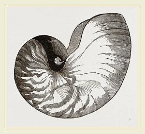 300x276 Shell Of Pearly Nautilus Drawing - Chambered Nautilus Drawing