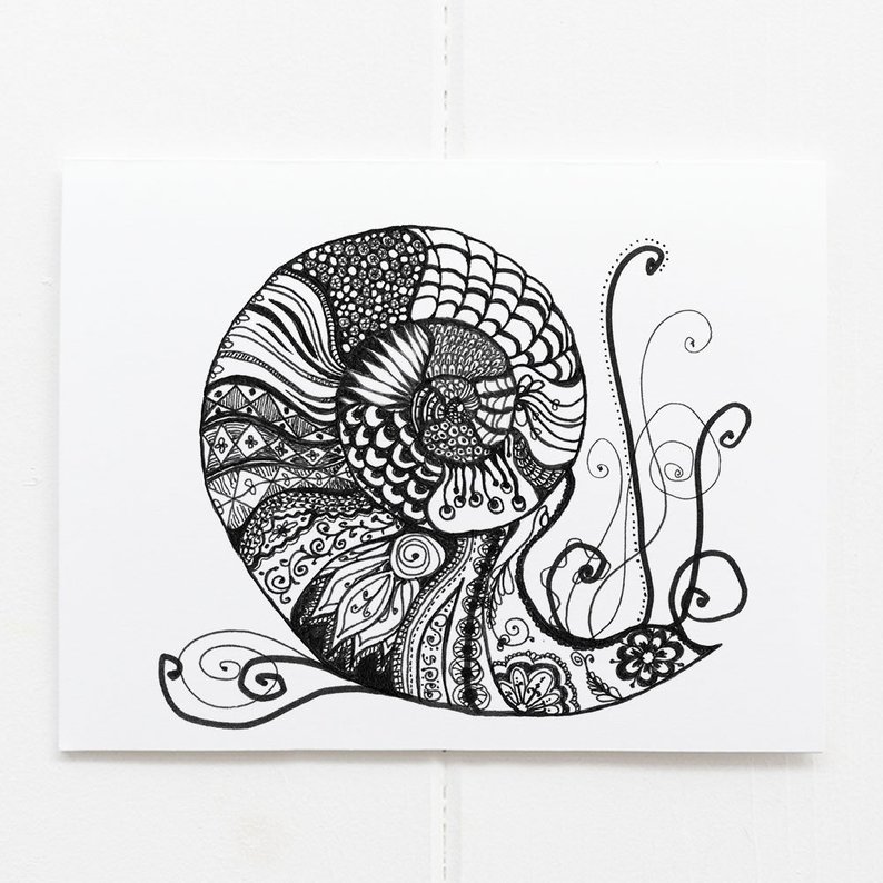 794x794 snail card nautilus card coastal card nautilus drawing etsy - Chambered Nautilus Drawing