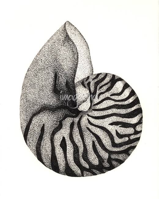 520x650 stippled nautilus shell - Chambered Nautilus Drawing