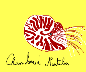 300x250 Wow, Guys! It's A Chambered Nautilus! Drawing - Chambered Nautilus Drawing