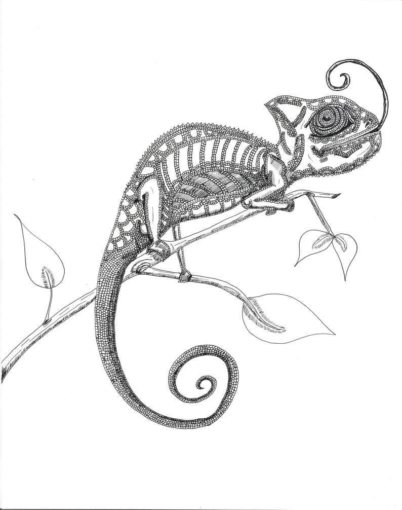 794x1006 Chameleon Line Drawing Print Etsy - Chameleon Drawing