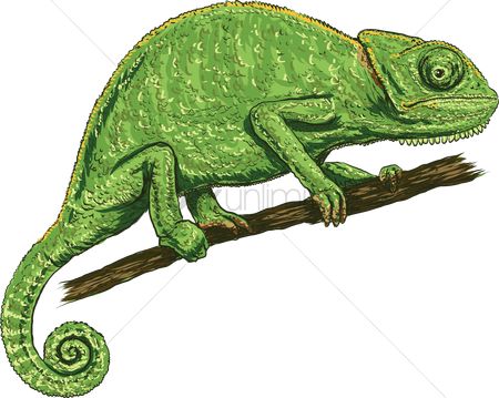 450x359 Free Chameleon Drawing Stock Vectors Stockunlimited - Chameleon Drawing