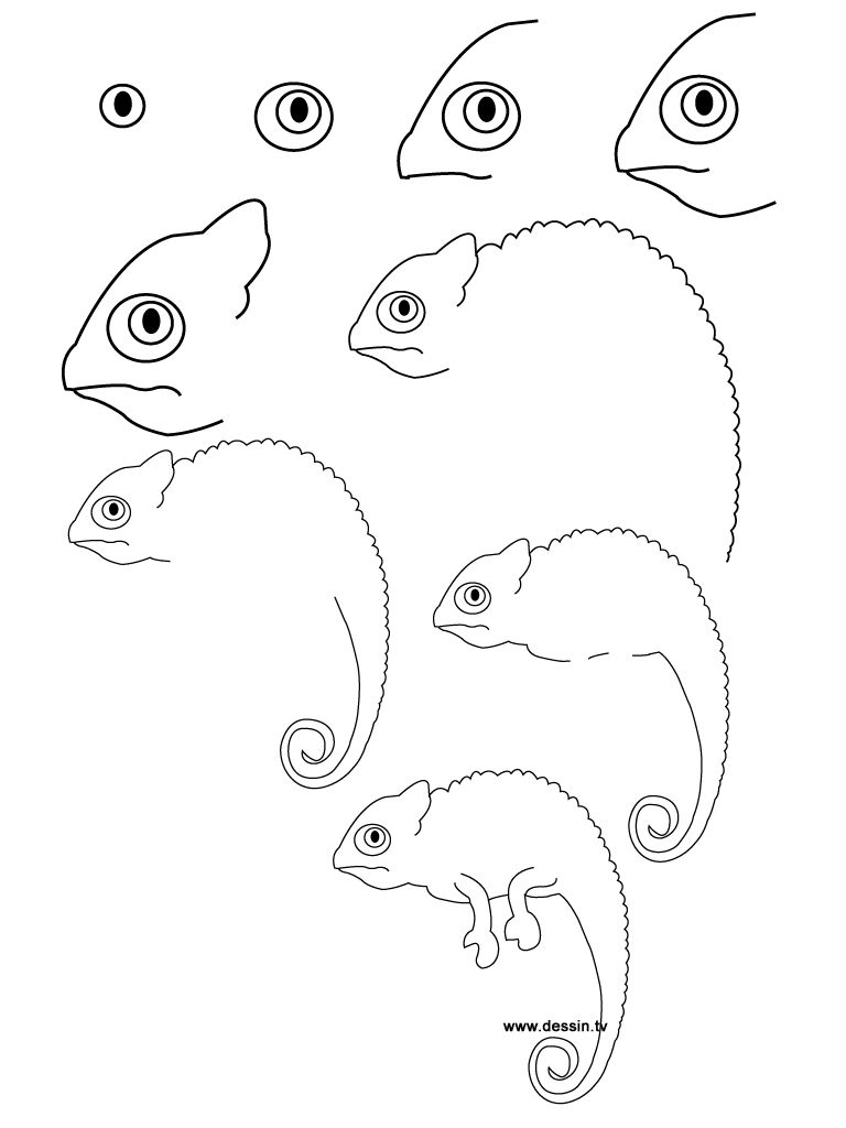 Легкие хамелеона. Рисование хамелеона для детей. Легкие рисунки. Нарисовать хамелеона. Схема рисования хамелеона.