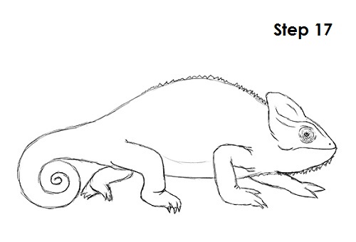 500x340 How To Draw A Chameleon - Chameleon Drawing