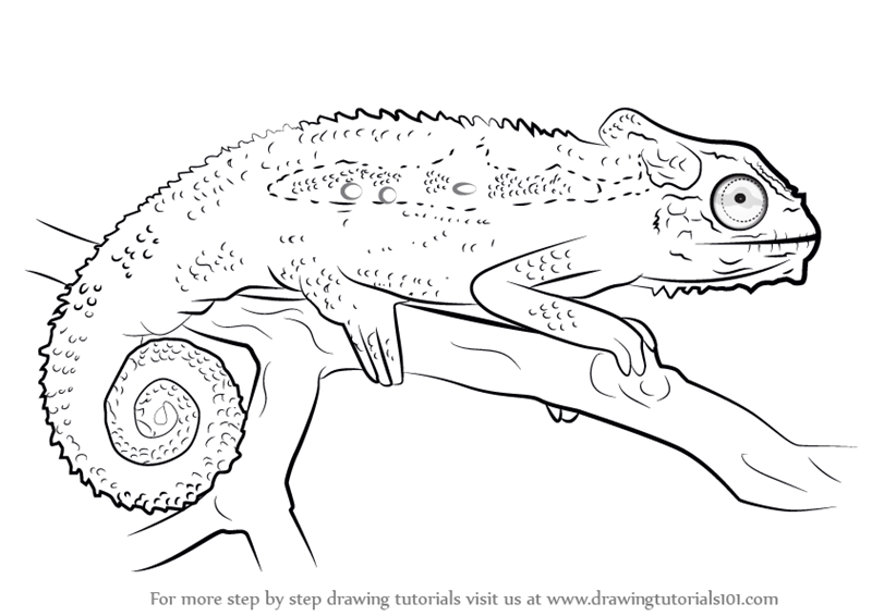800x566 Learn How To Draw A Cape Dwarf Chameleon - Chameleon Drawing