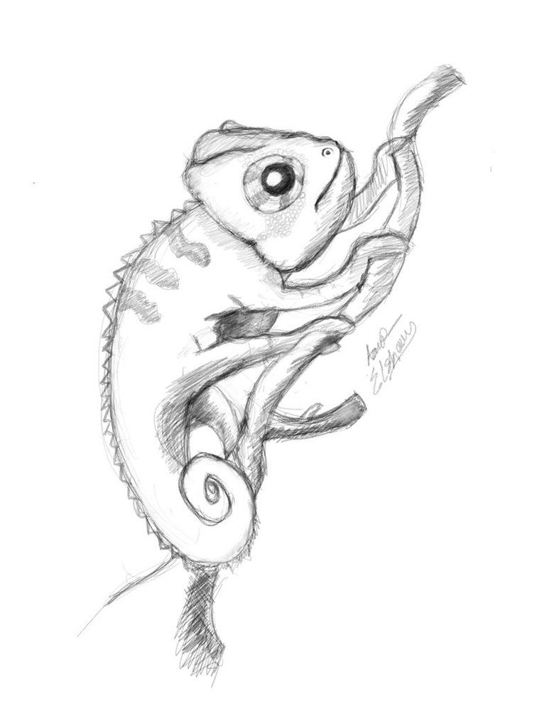 780x1025 Neat Sketch Of A Chameleon Chameleons In Chameleon - Chameleon Drawing