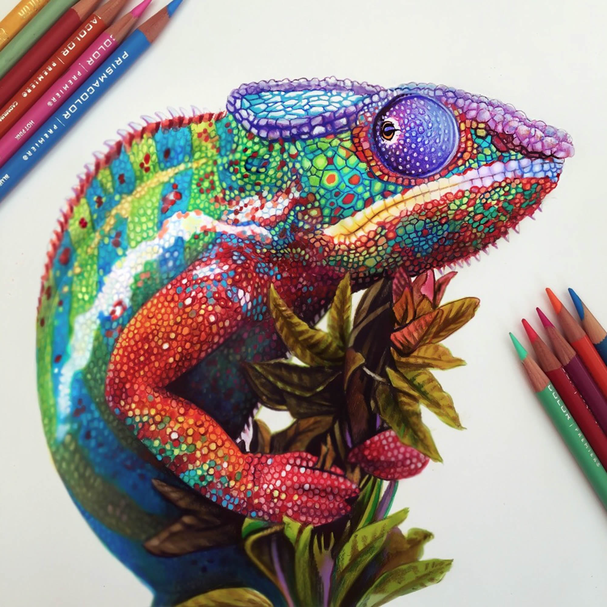 2000x2000 The Chameleon And Other Drawings - Chameleon Drawing