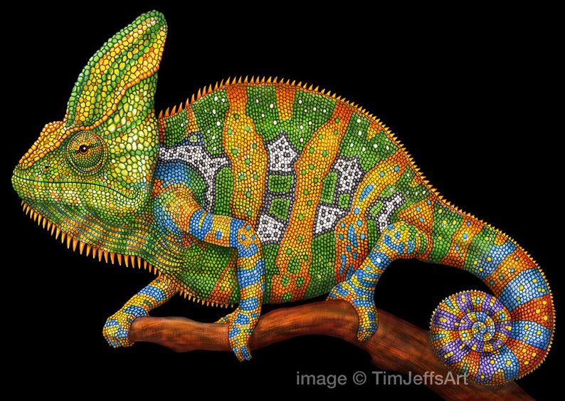 Chameleon Drawing at PaintingValley.com | Explore collection of ...