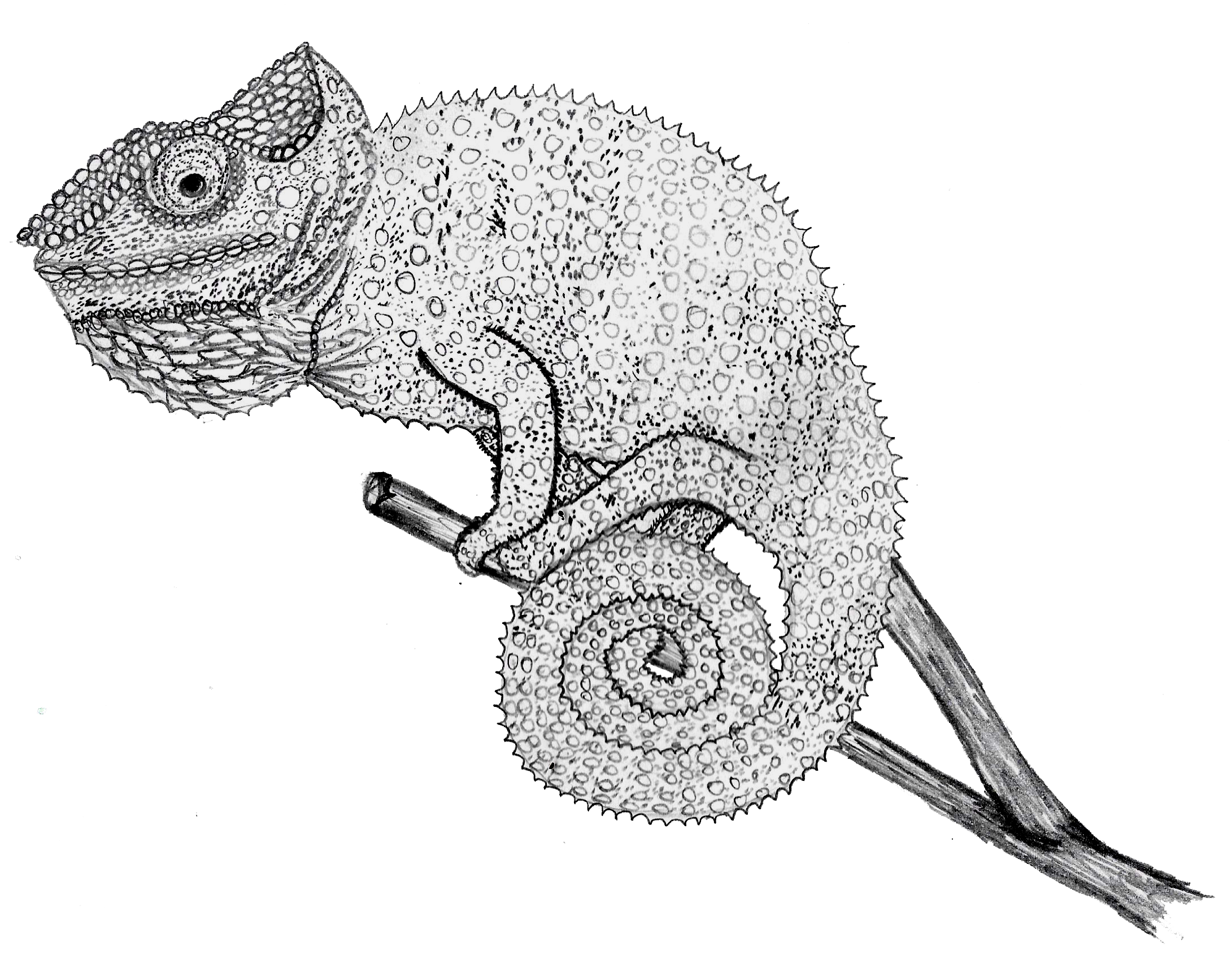 Chameleon Drawing - Chameleon Drawing. 