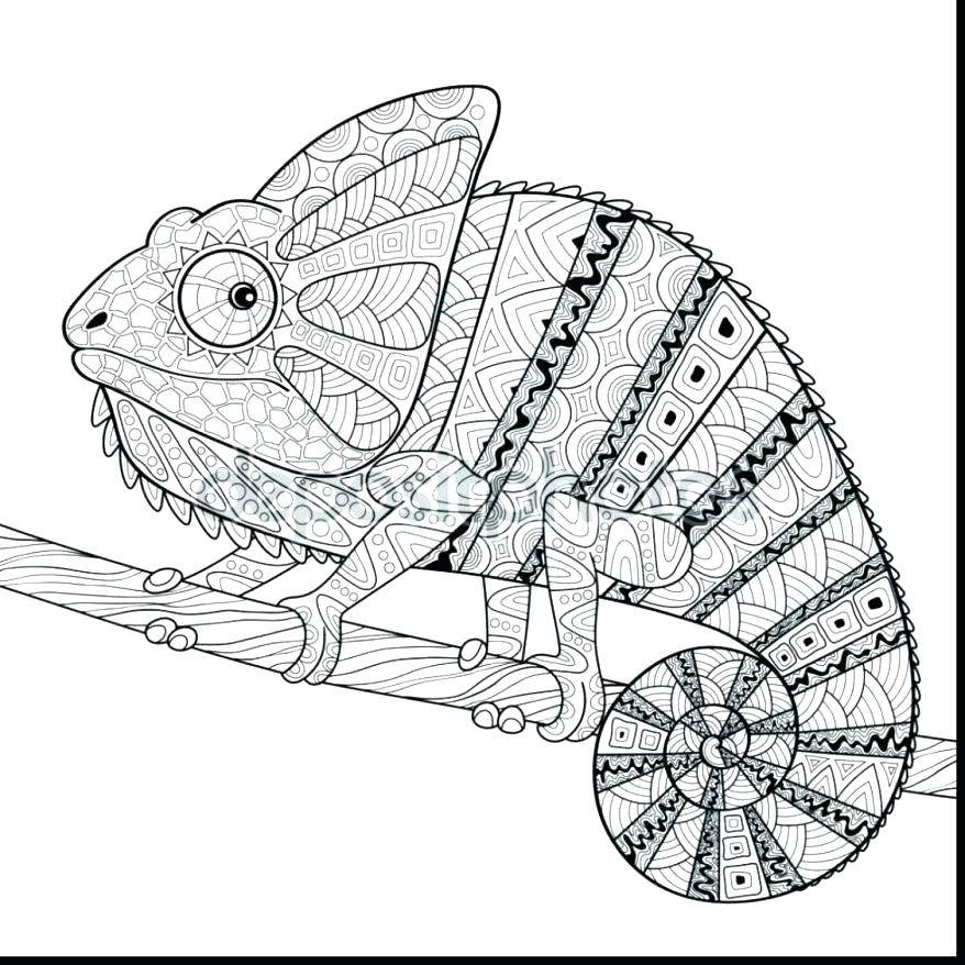 Chameleon Drawing Template at Explore collection