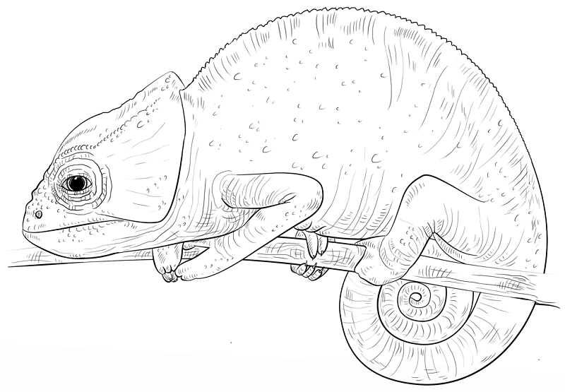 800x555 Chameleon Coloring Pages Free Printable Chameleon Coloring Pages - Chameleon Drawing Template