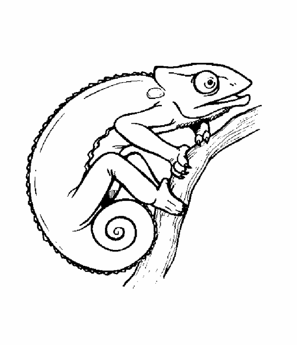 600x697 Chameleon Template - Chameleon Drawing Template