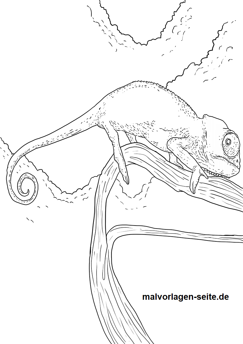 813x1150 Coloring - Chameleon Drawing Template