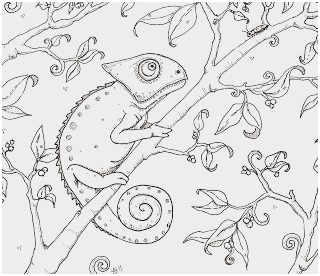 320x276 Inspirational Ideas Of Eric Carle Coloring Pages Coloring Pages - Chameleon Drawing Template