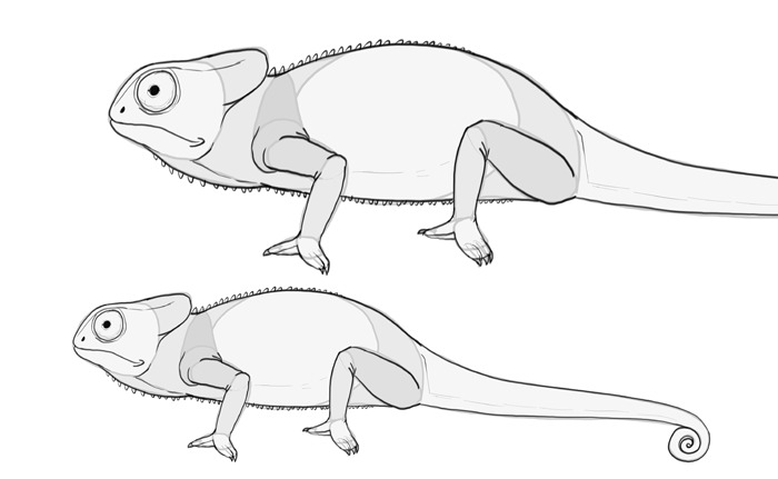 700x431 How To Draw Lizards - Chameleon Line Drawing