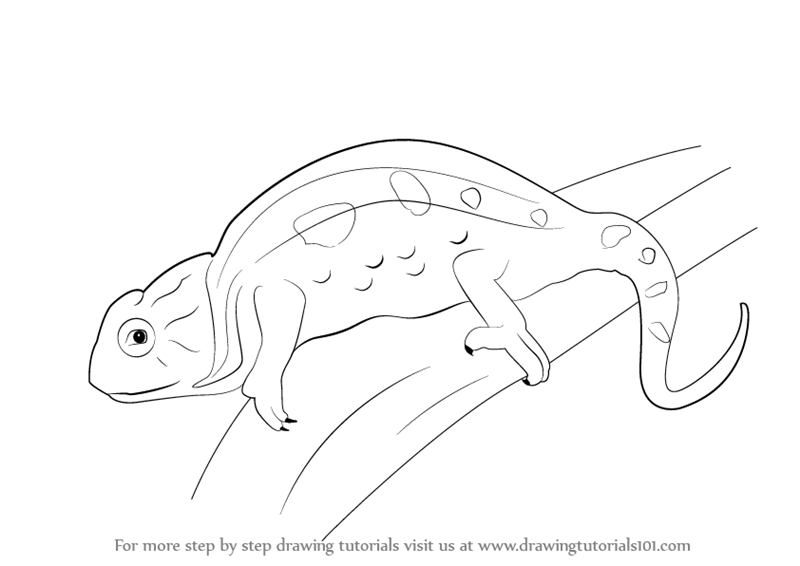 800x566 Learn How To Draw A Chameleon - Chameleon Line Drawing