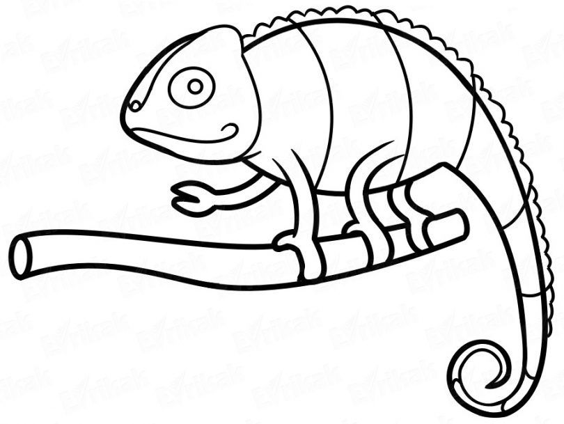 810x609 Learning How To Draw A Chameleon Step - Chameleon Line Drawing