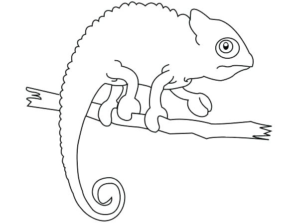 Chameleon Line Drawing at PaintingValley.com | Explore collection of ...