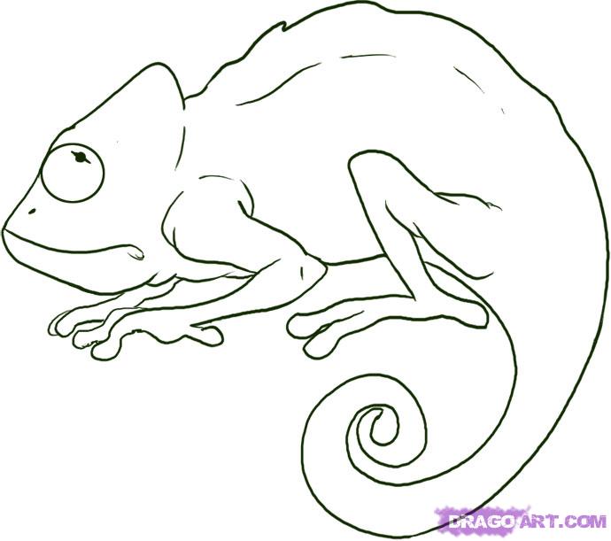 Chameleon Line Drawing at PaintingValley.com | Explore collection of ...