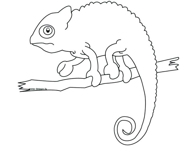 665x499 Chameleon Coloring - Chameleon Line Drawing