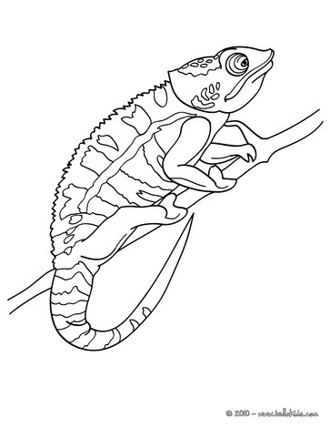 Chameleon Outline Drawing at PaintingValley.com | Explore collection of ...