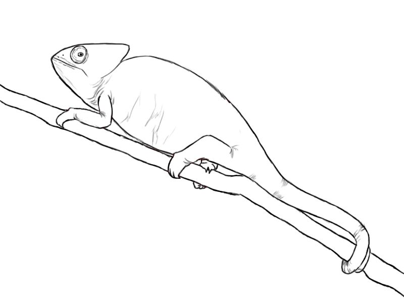 800x600 How To Draw A Chameleon Draw Central Drawings, Outline Art - Chameleon Outline Drawing