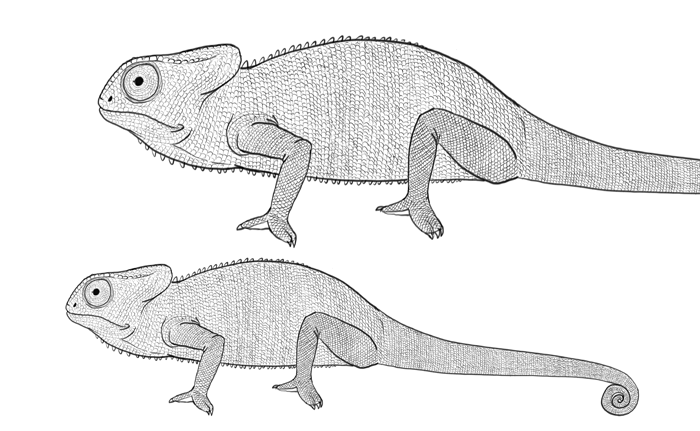 Хамелеон как рисовать