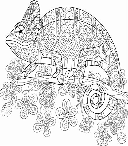 438x500 Pretty Girly Coloring Book Mandala Flower Pattern - Chameleon Outline Drawing