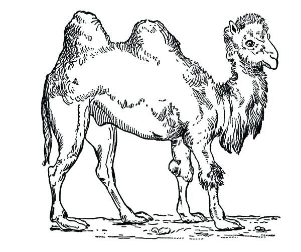 600x502 Camel Drawing Outline Coloring Pages Chameleon Mandala Book - Chameleon Outline Drawing