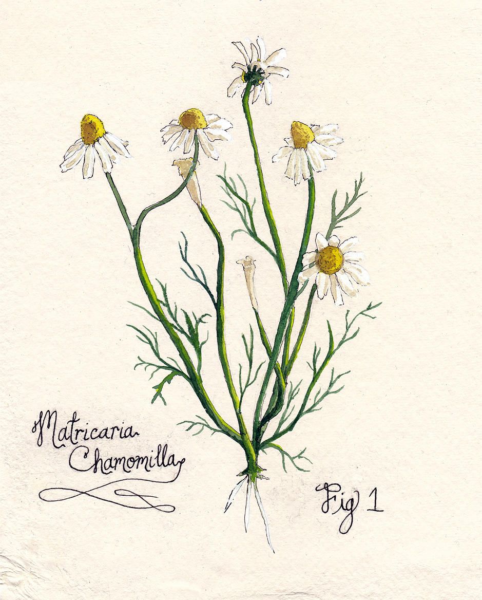 Chamomile Drawing at Explore collection of