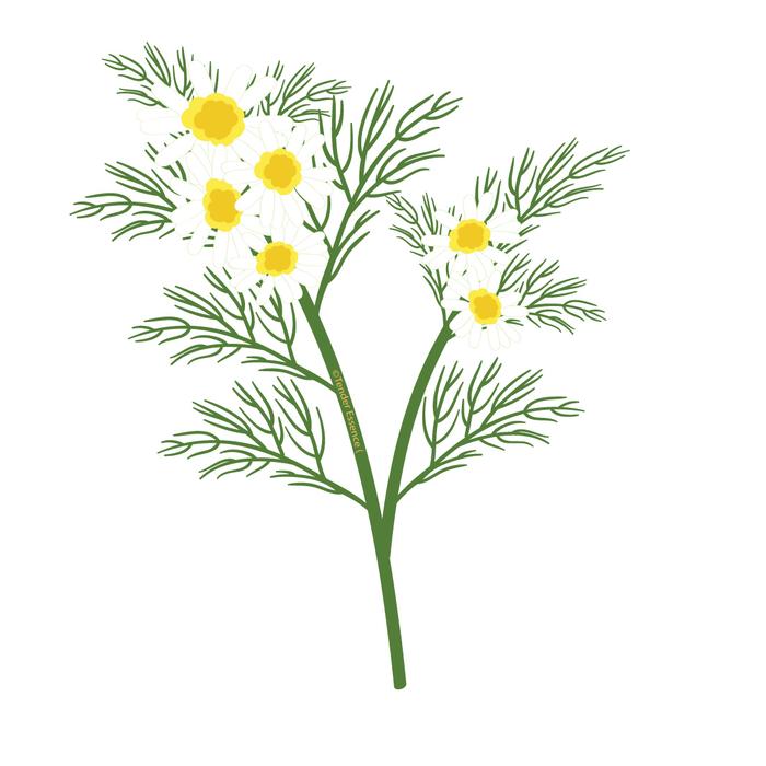 Chamomile Drawing at Explore collection of