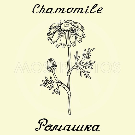 563x563 chamomile drawing and han - Chamomile Drawing