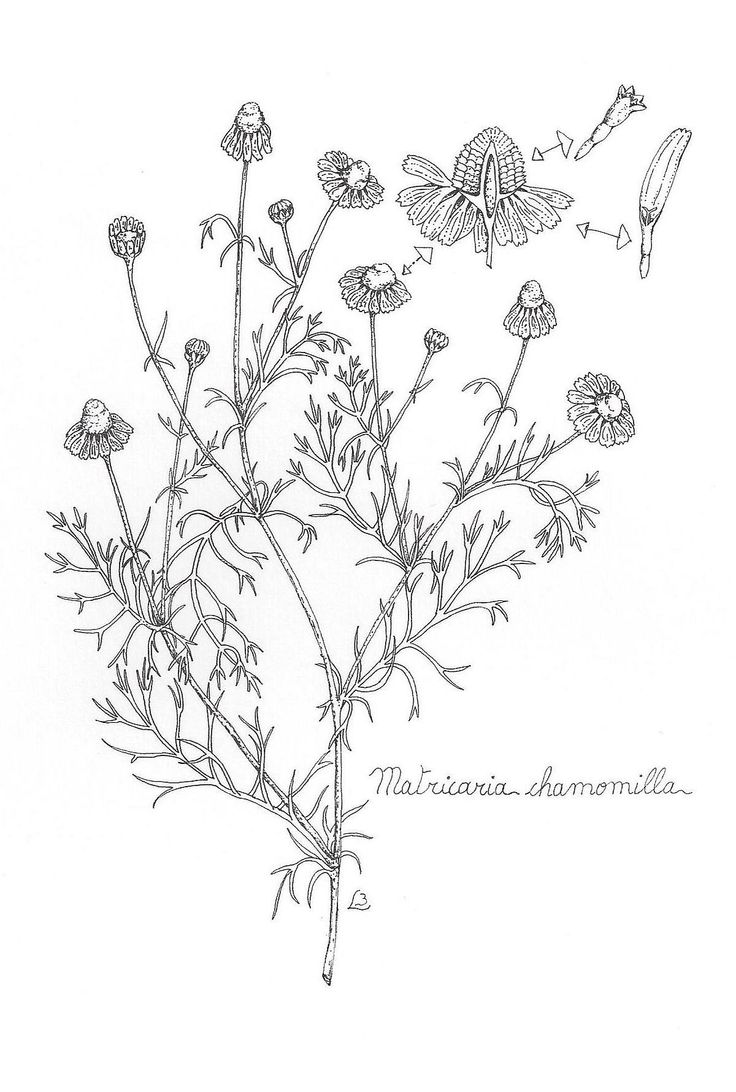 736x1092 chamomile drawing image drawing skill - Chamomile Drawing
