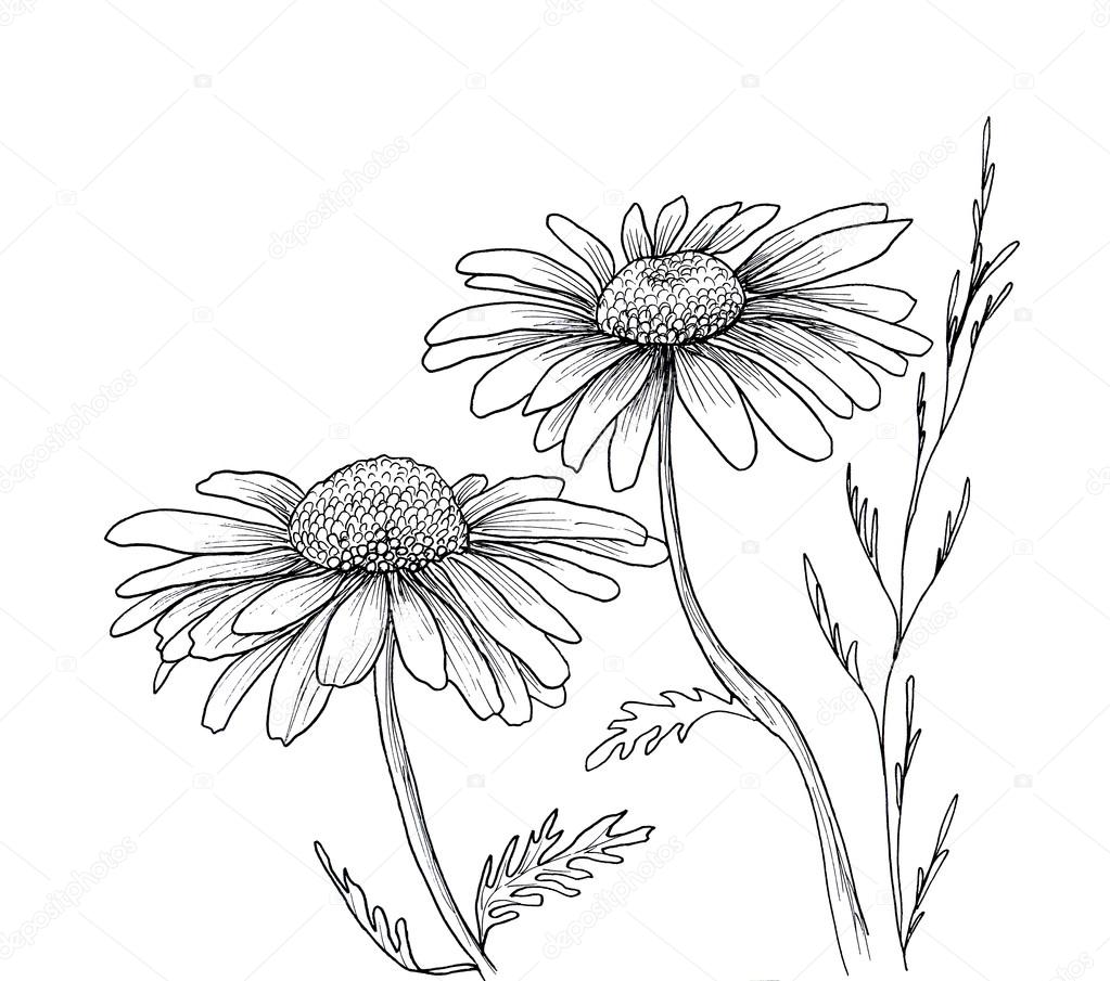 1023x905 chamomile drawing free download - Chamomile Drawing