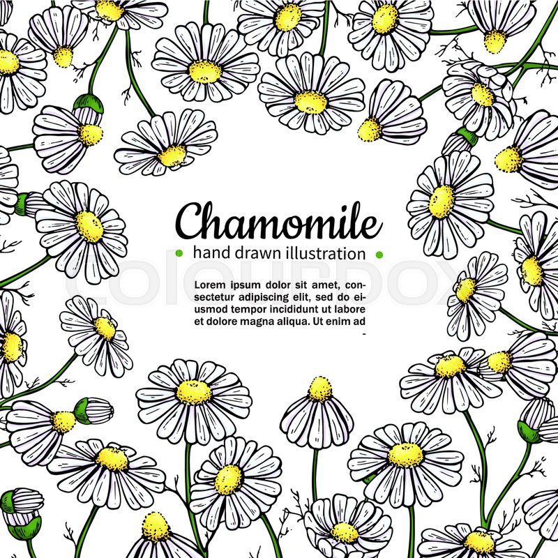 800x800 chamomile vector drawing frame stock vector colourbox - Chamomile Drawing