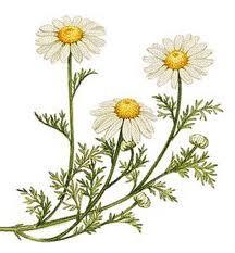 216x233 essential oil blend calming - Chamomile Drawing