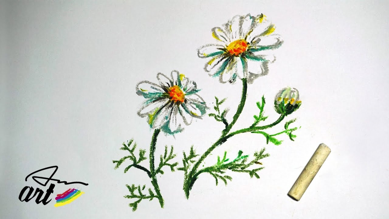 1280x720 how to draw chamomile flowers with oil pastels - Chamomile Drawing