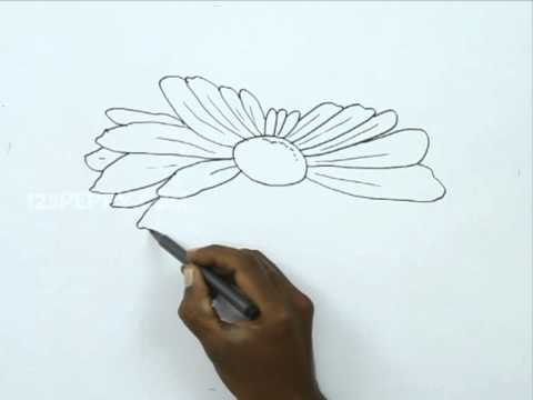 480x360 how to draw a chamomile - Chamomile Drawing