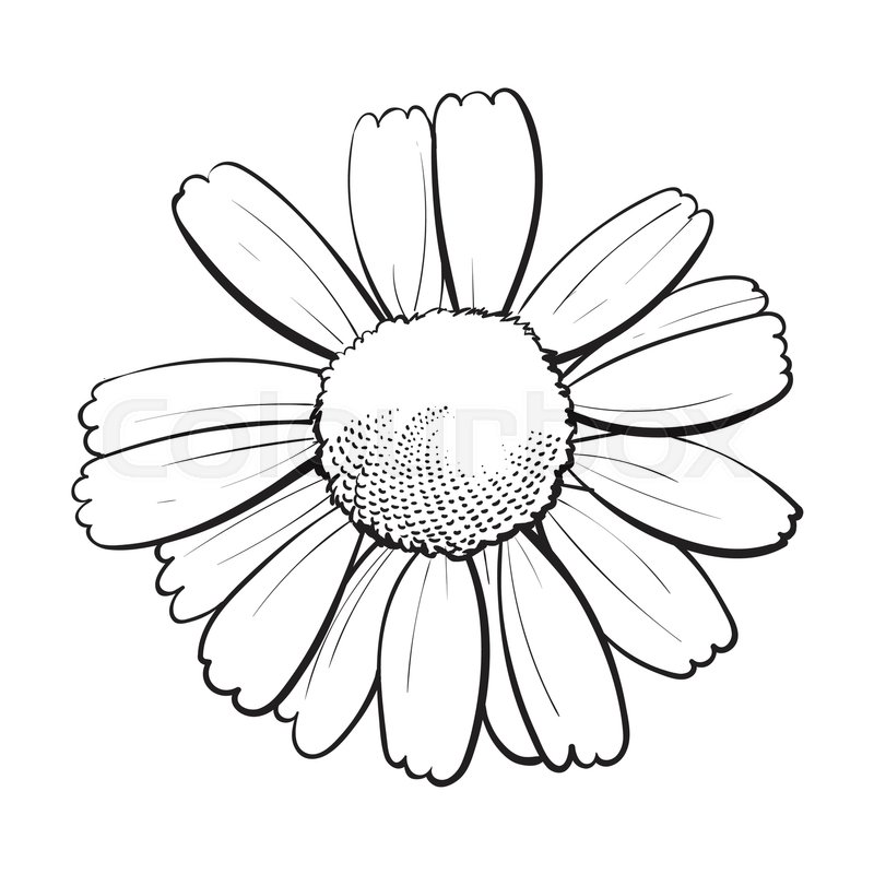 Chamomile Drawing at Explore collection of